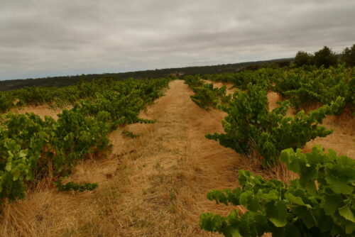 Natur Vin Smagning 1/10
