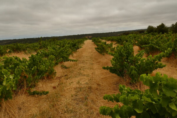 Natur Vin Smagning 1/10