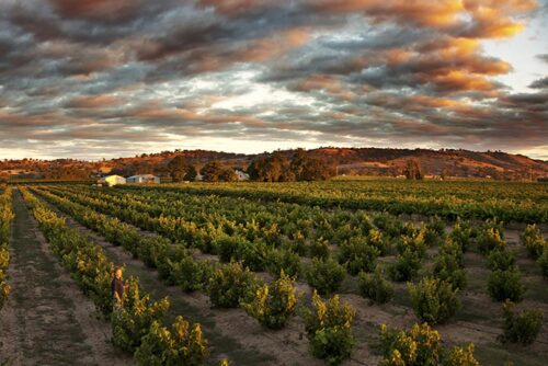 Australsk Vin Smagning